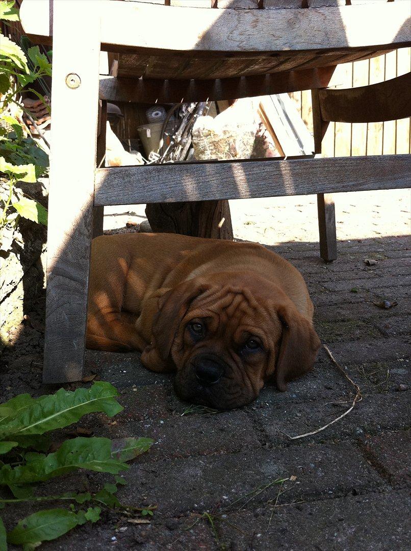 Dogue de bordeaux Shadow of Oak Edina aka Ina - Nyder de sidste dage med solskin billede 6