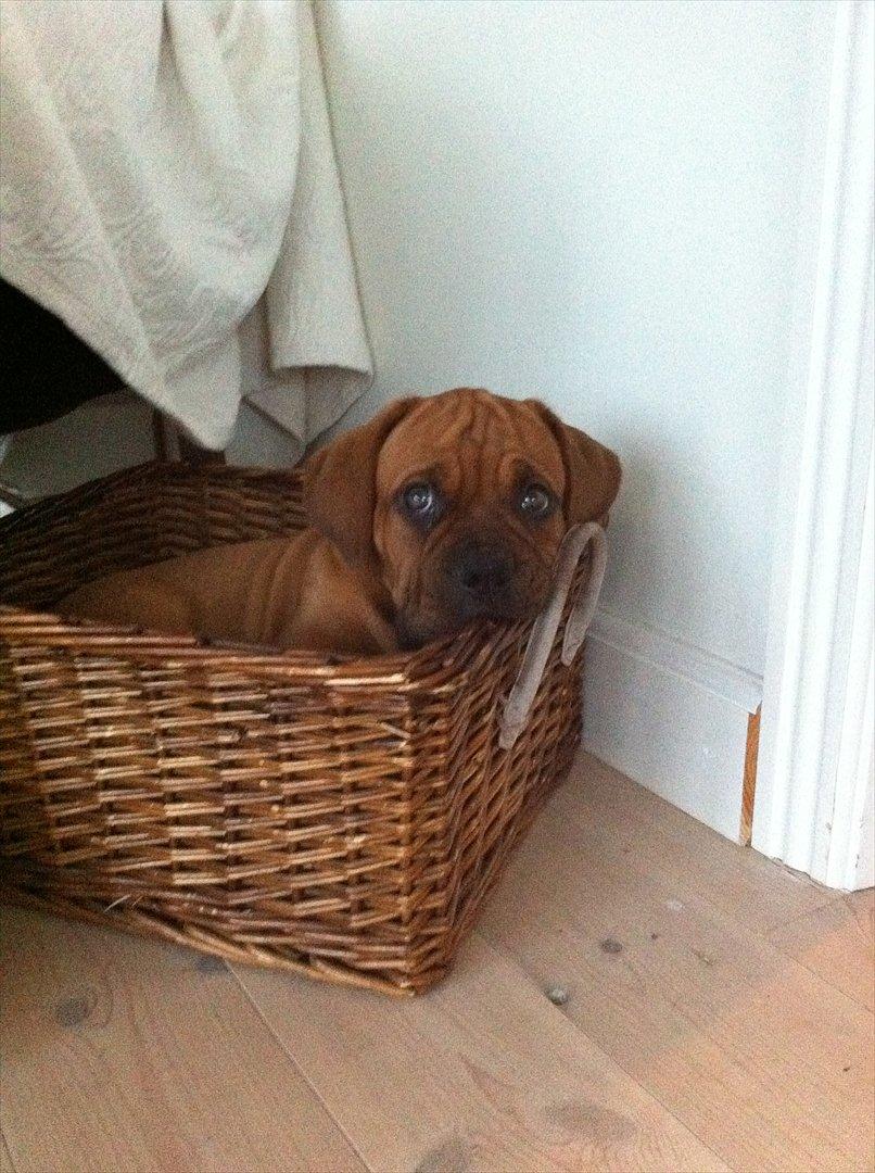 Dogue de bordeaux Shadow of Oak Edina aka Ina - ...hvad mener du med `nej`?????????????? billede 7