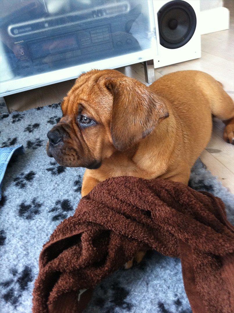 Dogue de bordeaux Shadow of Oak Edina aka Ina billede 8