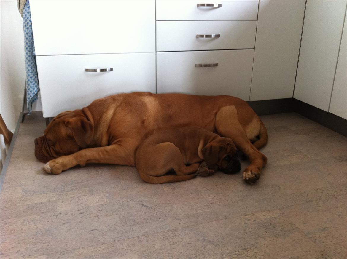 Dogue de bordeaux Shadow of Oak Edina aka Ina - Puttehoved:-) billede 9