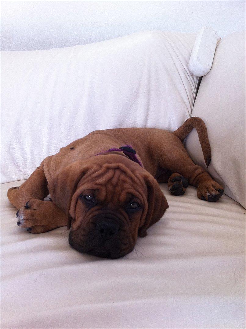 Dogue de bordeaux Shadow of Oak Edina aka Ina - Hæ hæ, i sofaen (ja, den hvide;-)) billede 2