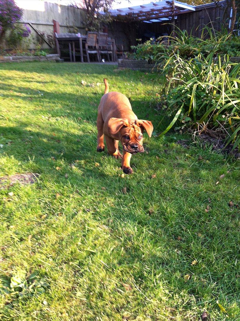 Dogue de bordeaux Shadow of Oak Edina aka Ina - Flyvende... billede 10