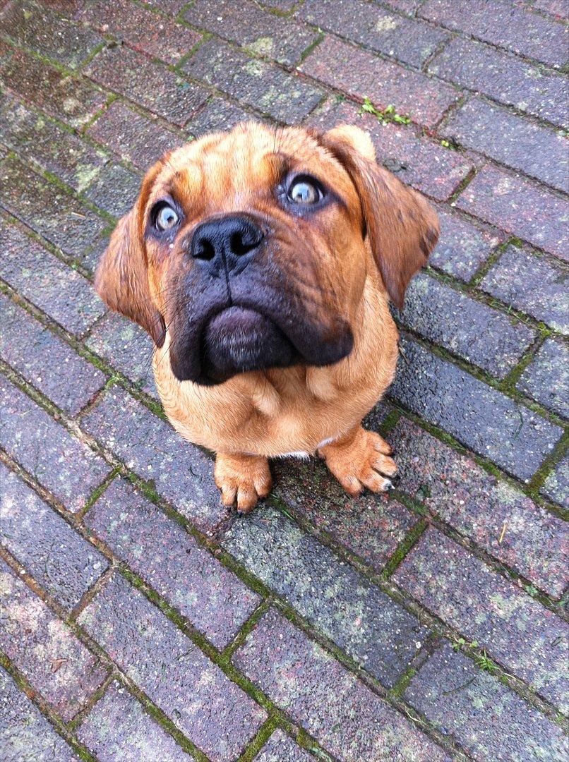 Dogue de bordeaux Shadow of Oak Edina aka Ina - Første gang ude i regnvejr -sikker på hun kigger efter solen!! billede 11