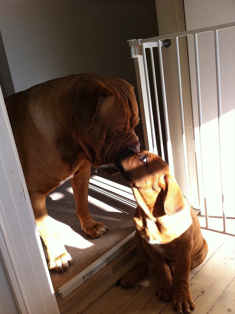 Dogue de bordeaux Shadow of Oak Edina aka Ina - Go´morgen min ven<3 billede 12