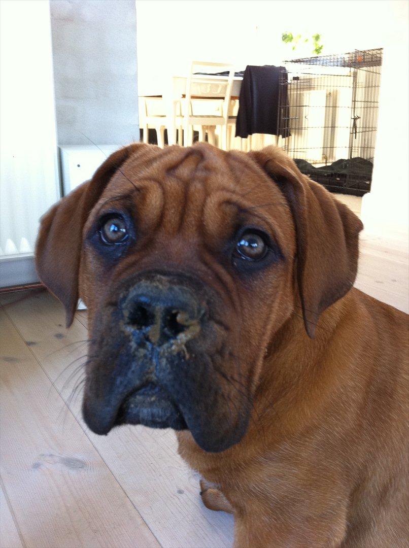 Dogue de bordeaux Shadow of Oak Edina aka Ina - "Næhh, jeg kender intet til et stort, nygravet hul ude i haven...!!" billede 13