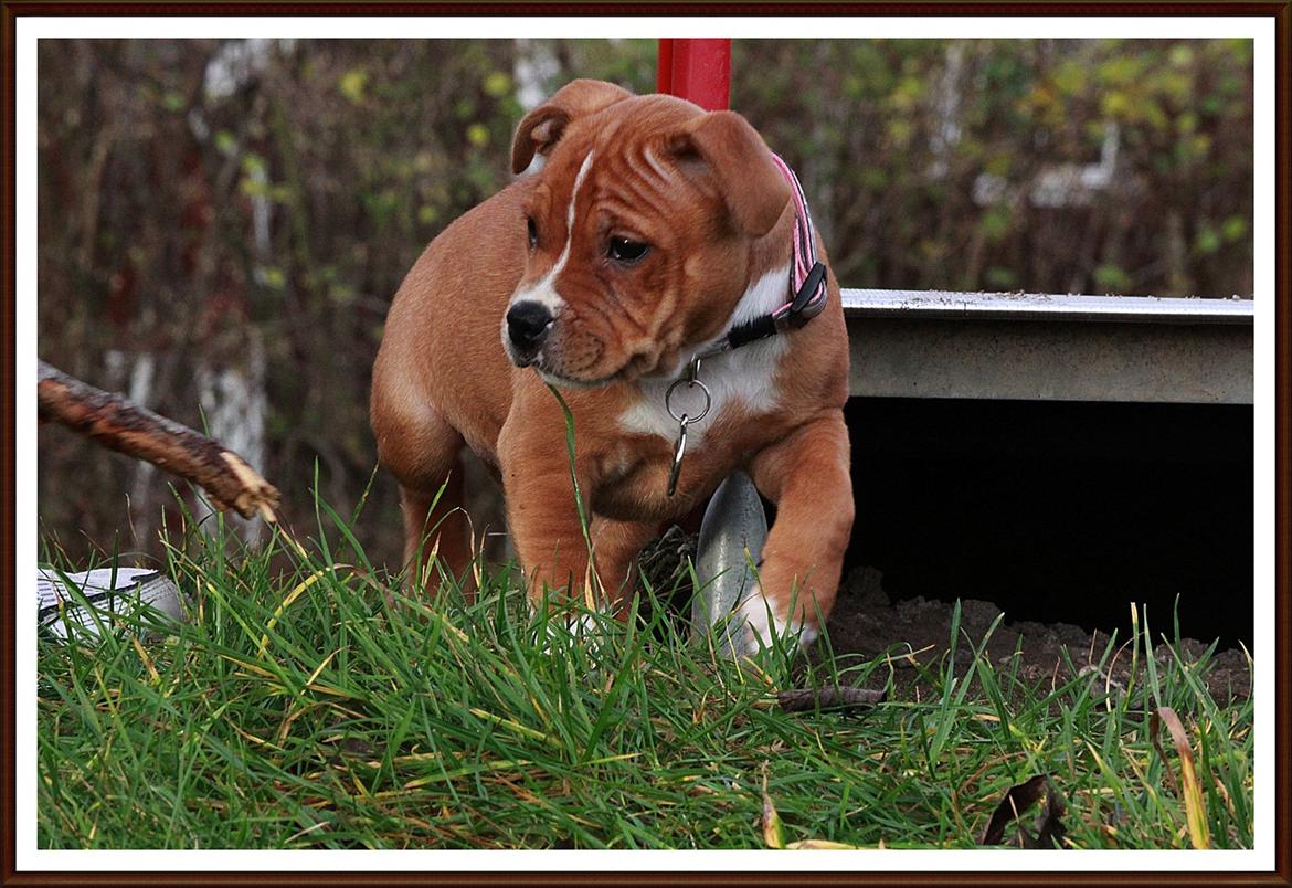 Staffordshire bull terrier Inez  billede 16