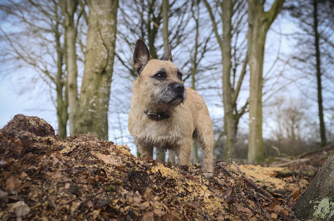 Blanding af racer Bella *FranskbullTerrier* - Bella nyder udsigten billede 2