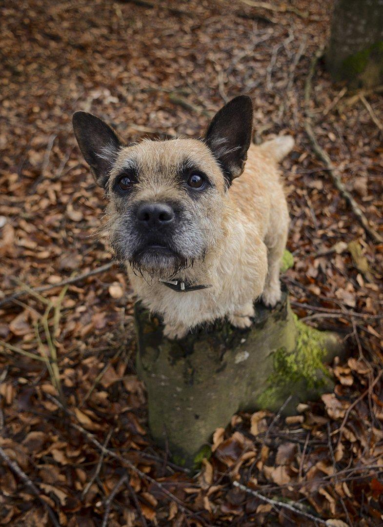 Blanding af racer Bella *FranskbullTerrier* billede 1