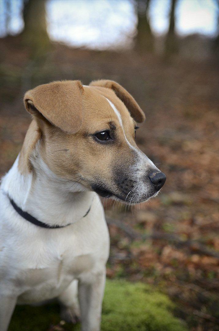 Blanding af racer Bianca - Bianca på tur d. 26.11.11 billede 2