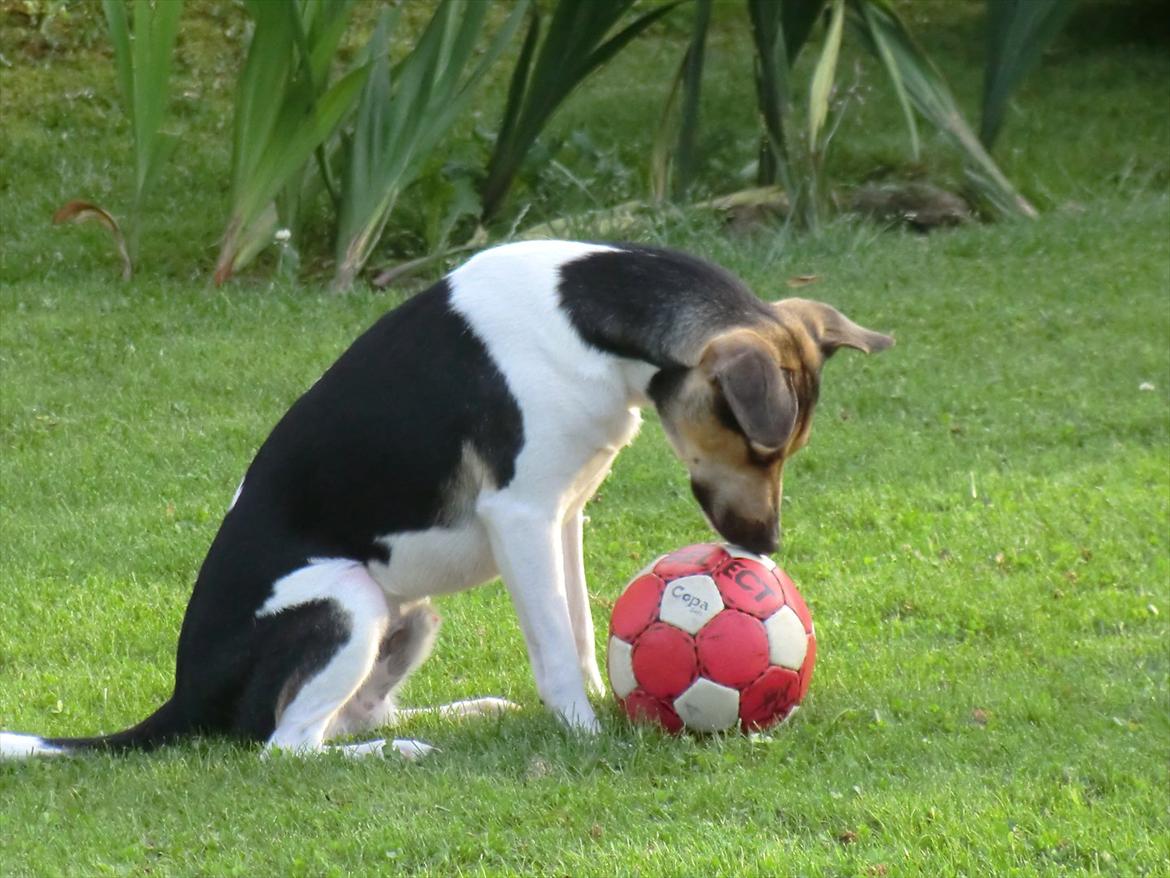 Dansk svensk gaardhund flintegården's Charlie <3 - SMUKKE MIG <3

foto: helena lenskjold ( mig ) billede 10