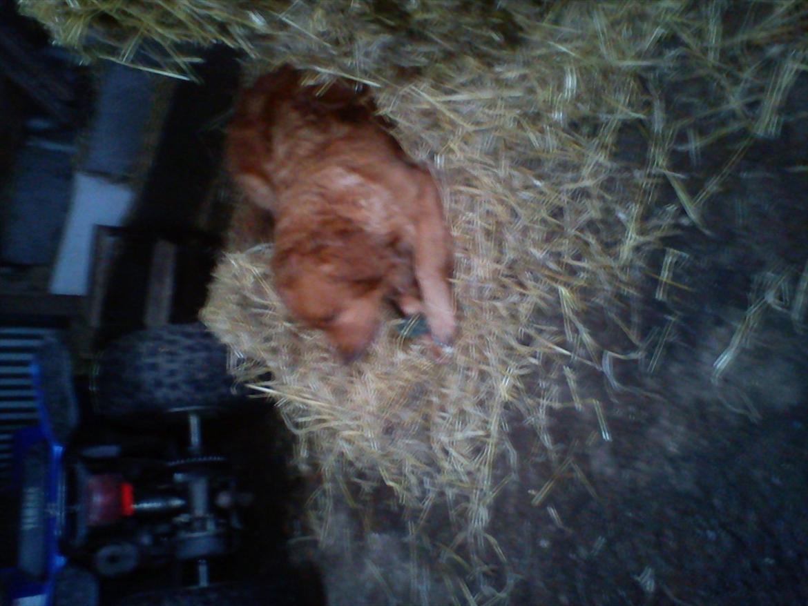 Golden retriever Basse<3<3 - JUBIII!!
Jeg har lige fået en tandbørste!:) billede 17