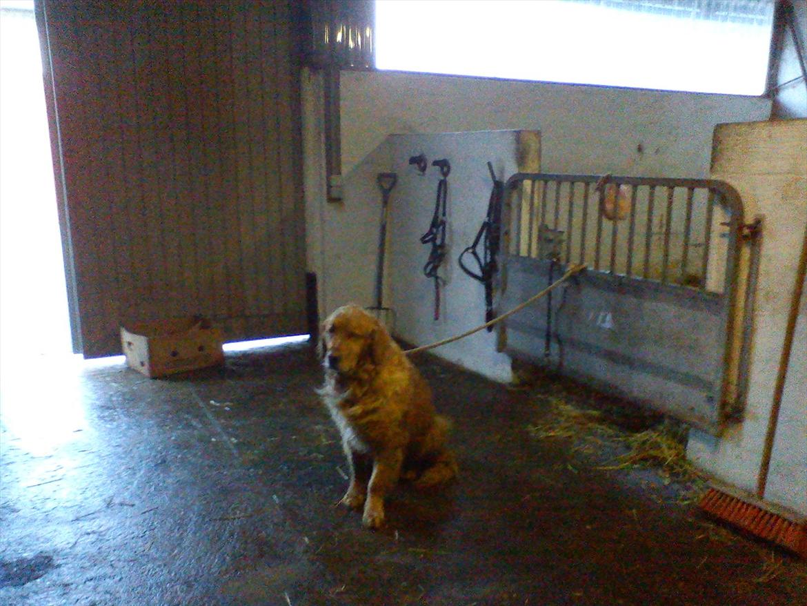 Golden retriever Basse<3<3 - Ej! Hvorfor må jeg ikke være med til at lege med kaninerne??:( billede 19