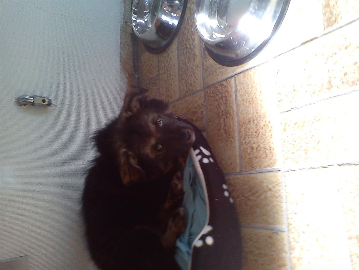 Finsk lapphund Cico - Jeg tager mig lige en slapper!:)<3 billede 1