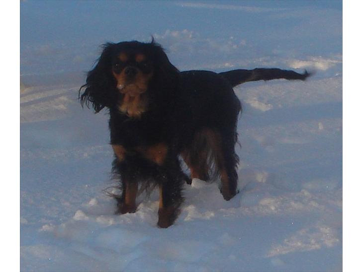 Cavalier king charles spaniel Luna billede 1