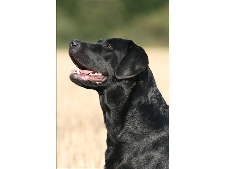 Labrador retriever Freya billede 1