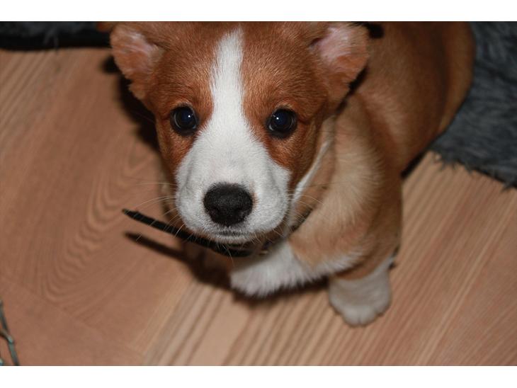 Welsh corgi cardigan Faarup Magic Moonlight billede 1