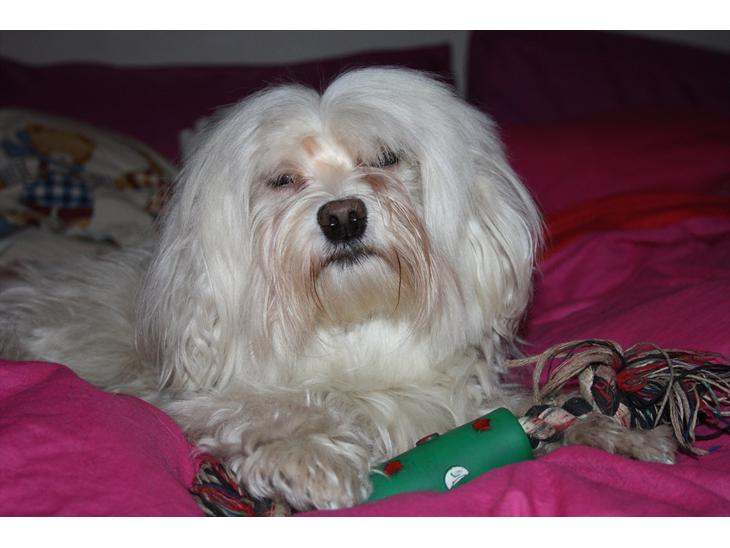 {{currentPhoto.altText}} billede {{currentPhoto.number}}