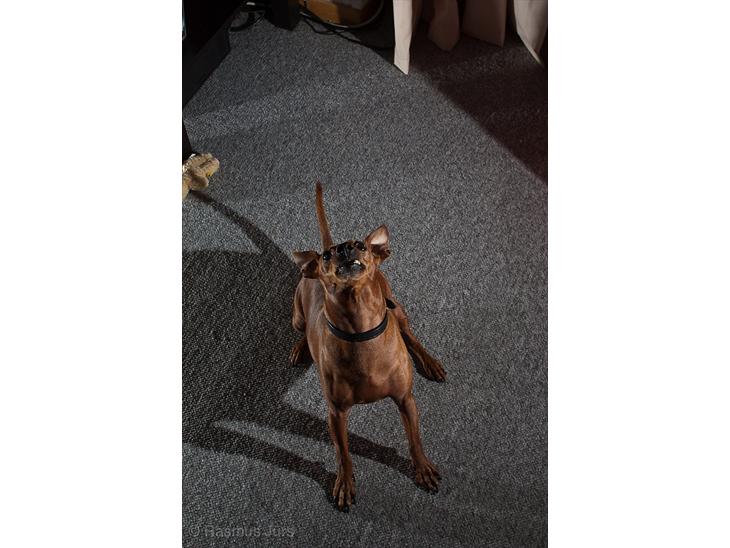 {{currentPhoto.altText}} billede {{currentPhoto.number}}