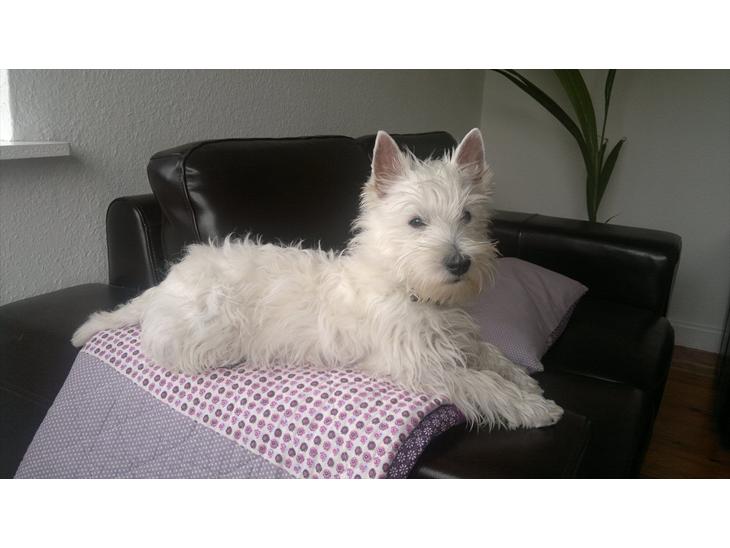 West highland white terrier Airas Gucci (Maddie) - Lille fotomodel :) billede 1