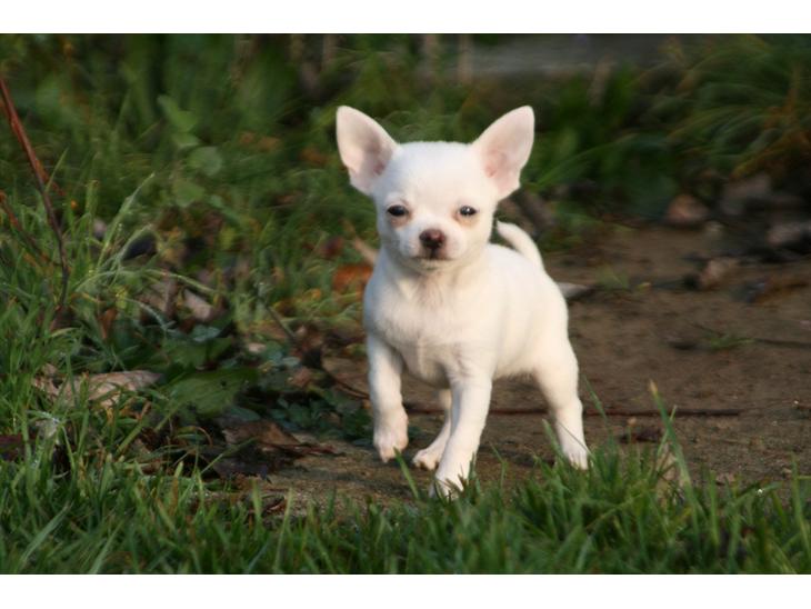 Chihuahua Honey Paj´s Yvain Yuzzlebug billede 1