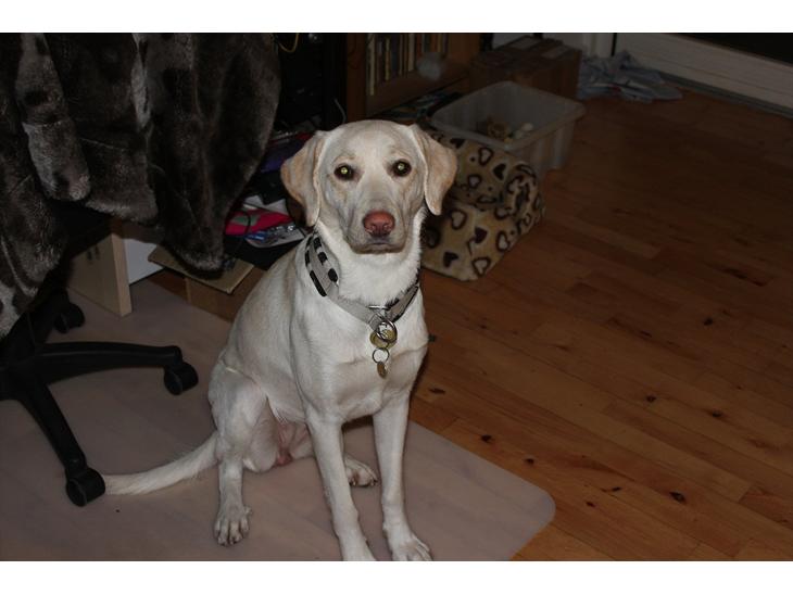 {{currentPhoto.altText}} billede {{currentPhoto.number}}