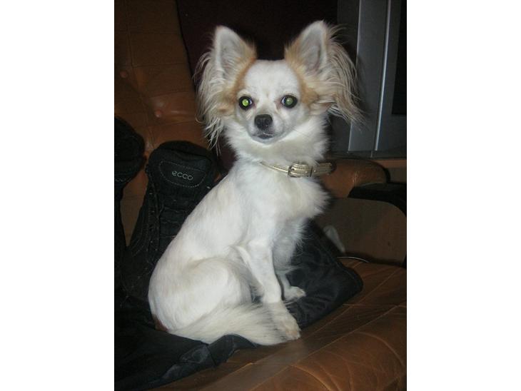 {{currentPhoto.altText}} billede {{currentPhoto.number}}