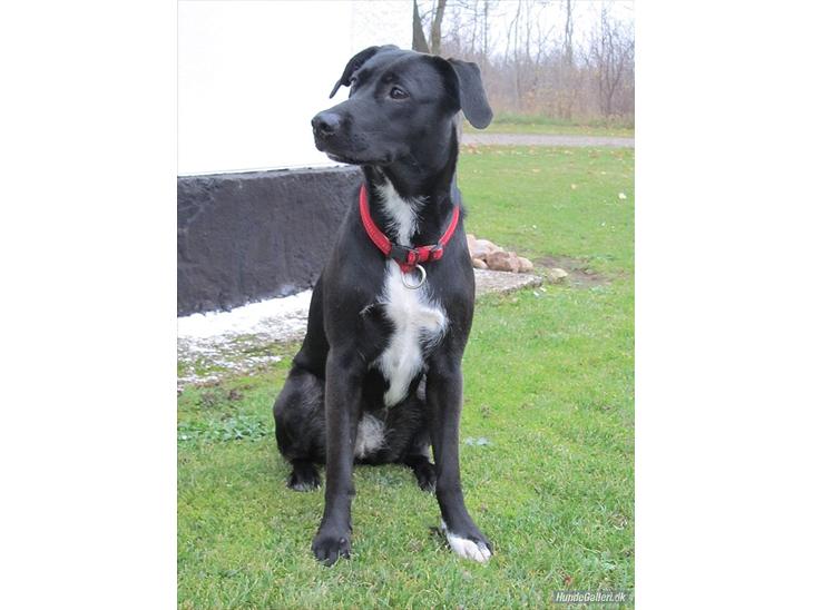 {{currentPhoto.altText}} billede {{currentPhoto.number}}