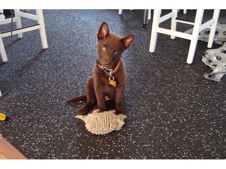 Australsk kelpie Ilo - Er jeg sød hvis jeg sætter hovedet lidt på skrå!! ;-) billede 1