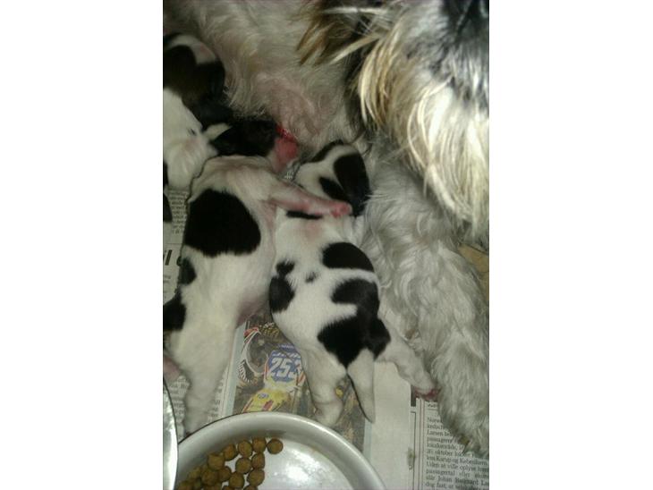 {{currentPhoto.altText}} billede {{currentPhoto.number}}