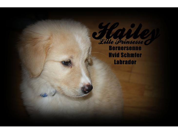 Blanding af racer Hailey billede 1