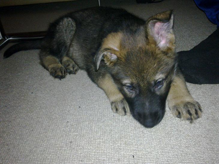 {{currentPhoto.altText}} billede {{currentPhoto.number}}