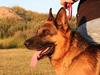 Schæferhund Nyholms Carl *RIP*