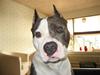 Amerikansk staffordshire terrier Isaac ( R.I.P )