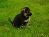Schæferhund Cheri