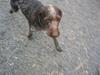Ruhåret hønsehund <3 Zenta <3(Død))-: