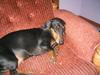Gravhund <33Mille<33