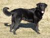 Blanding af racer spike [ Himmelhund]