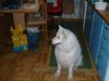 Samojedhund Ninka *død*