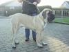 Mastiff nicolai