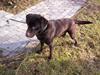Labrador retriever Bølle