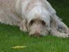 Spinone Evi