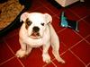 Engelsk bulldog Coco