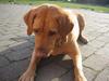 Labrador retriever Molly *R.I.P* [ Himmelhund]