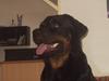 Rottweiler Shakur Kongen *Rip* [Tidl. hund]