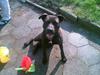 Amerikansk staffordshire terrier Hustler