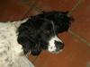 Engelsk springer spaniel Coco