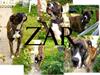 Amerikansk staffordshire terrier Zar
