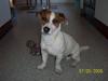 Jack russell terrier Monster