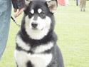 Alaskan malamute Zassy