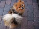 Pomeranian Chanel